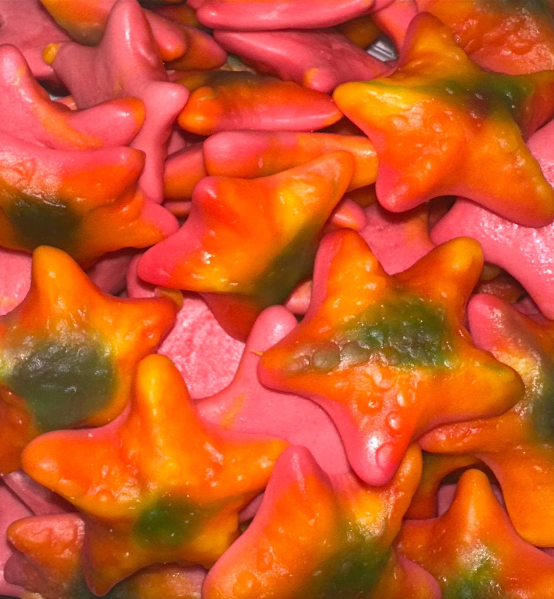 JELLY STARFISH